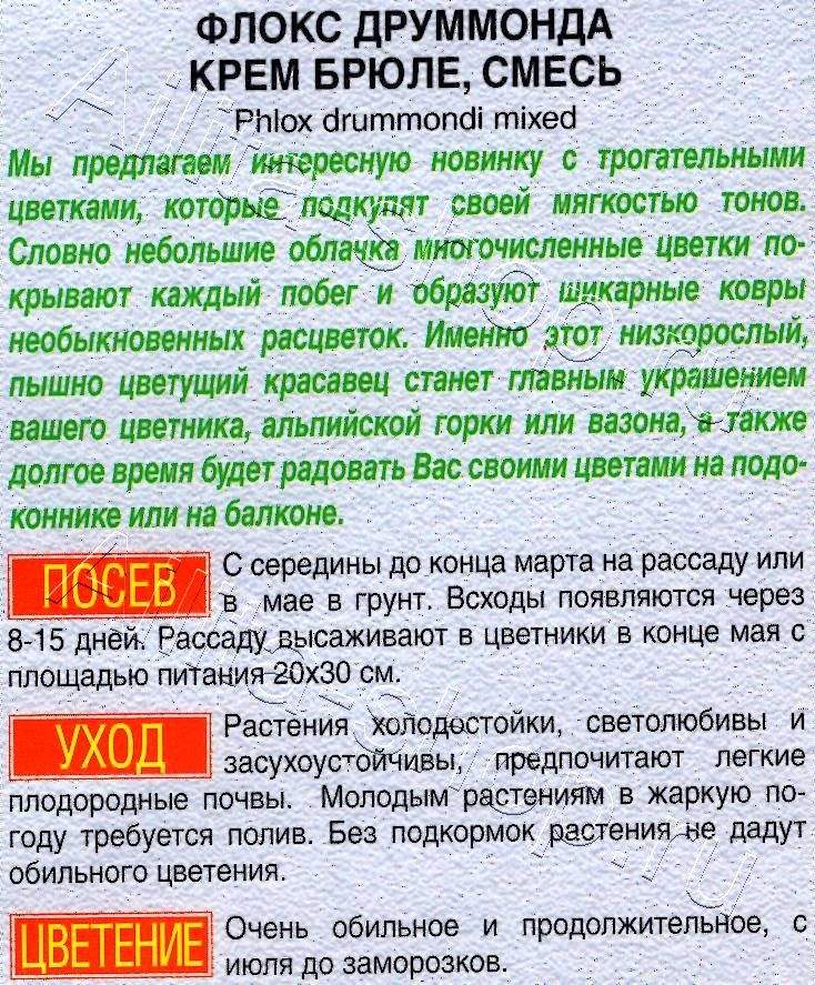 Флокс Крем-брюле, смесь окрасок 0,1г