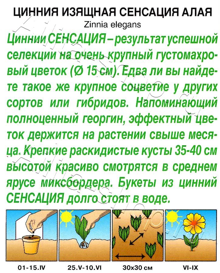 Цинния Сенсация алая 12шт