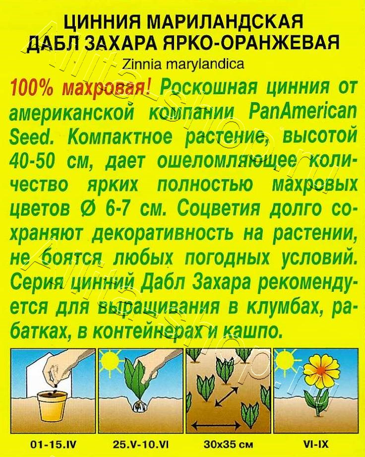 Цинния Дабл Захара ярко-оранжевая 5шт