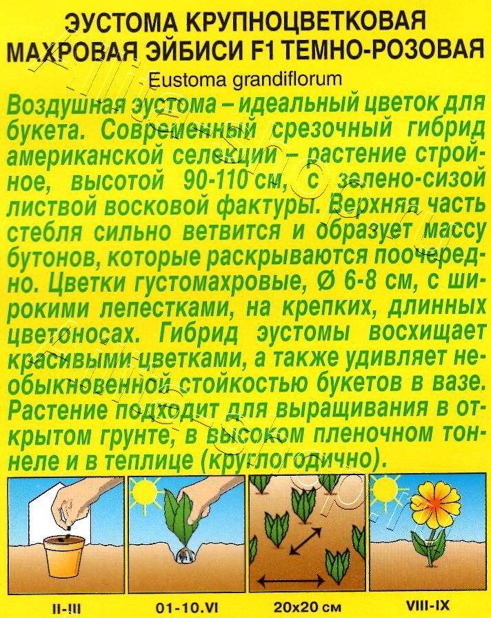 Эустома Эйбиси F1 темно-розовая крупноцветковая махровая 5шт