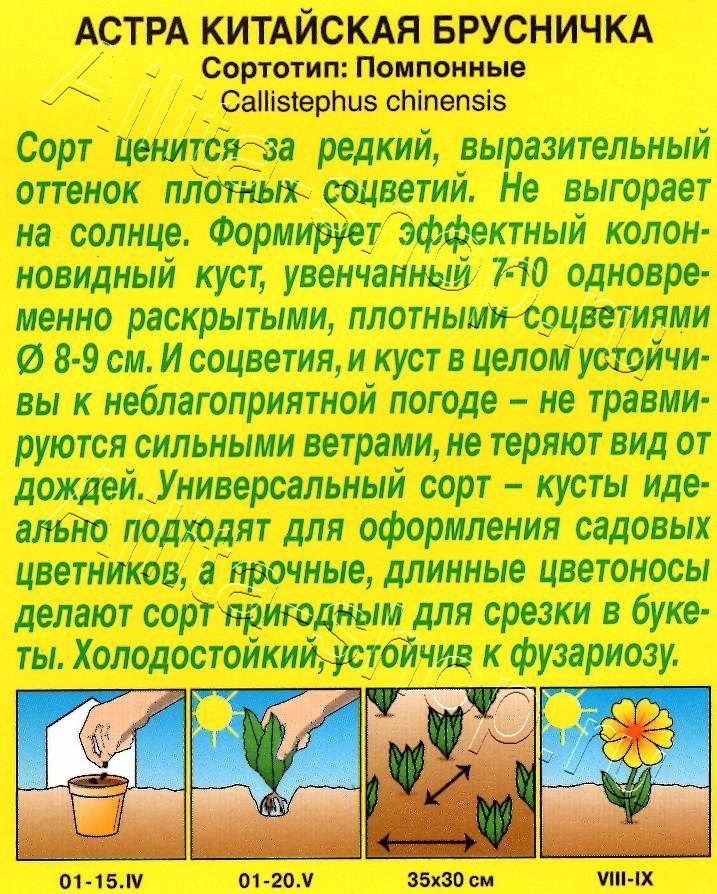 Астра Брусничка 0,2г