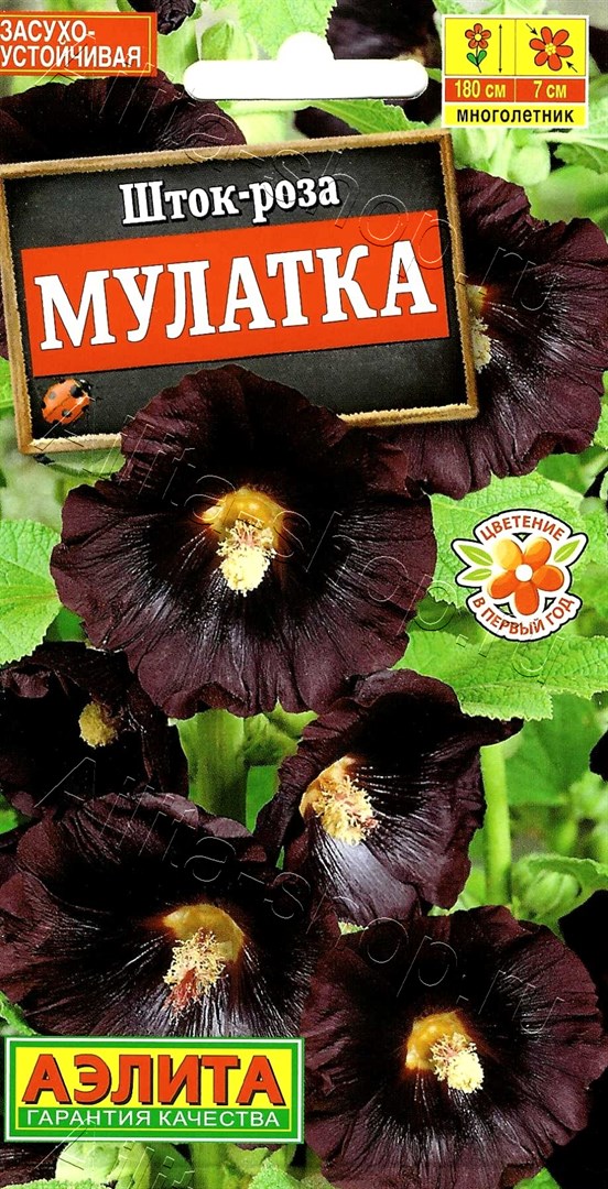 Шток-роза Мулатка 10шт