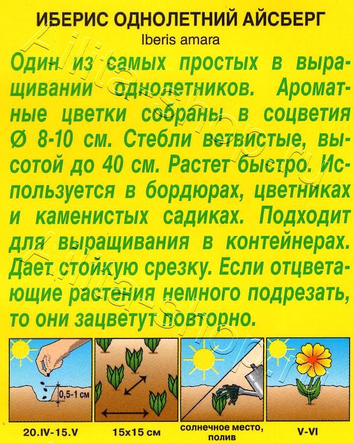 Иберис Айсберг однолетний 0,2г