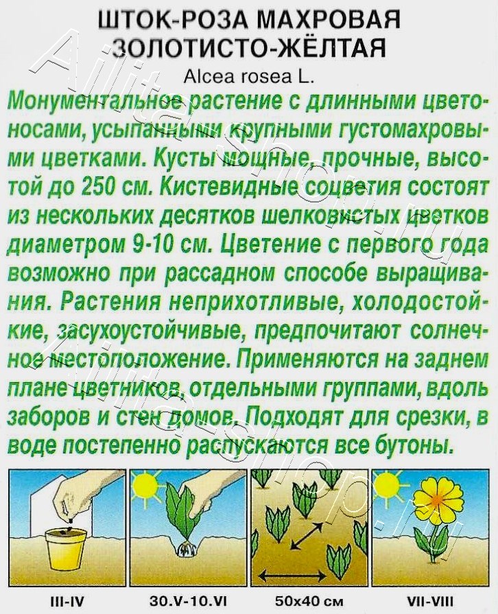 Шток-роза махровая Золотисто-желтая 15шт