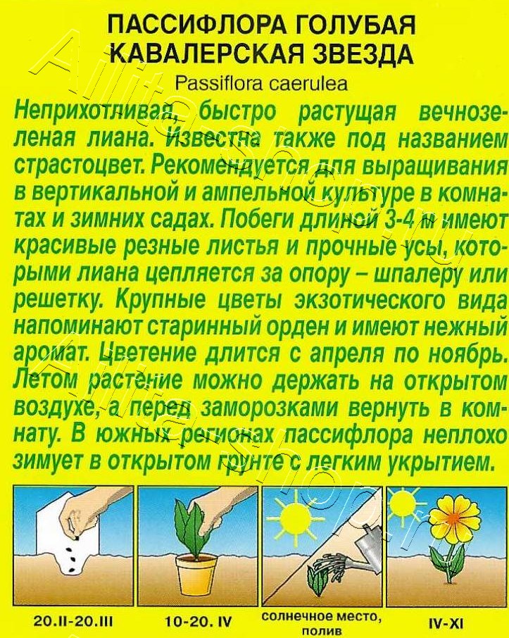 Пассифлора Кавалерская звезда 5шт