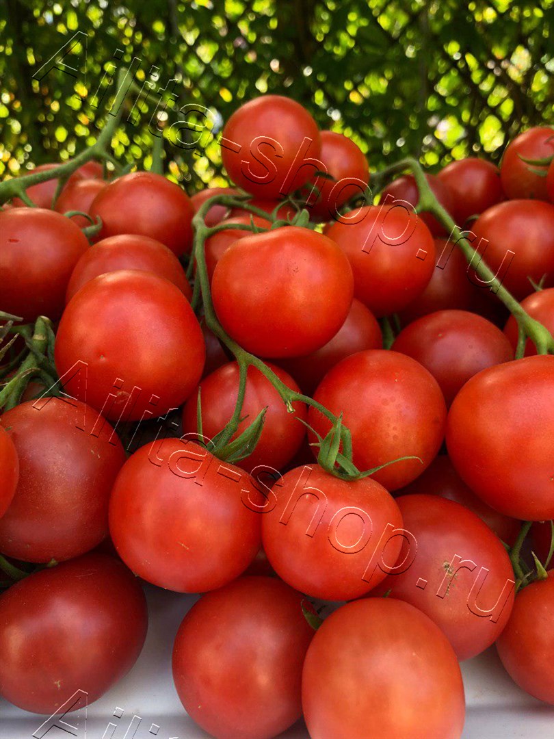 Томат Дружная семейка F1 15шт