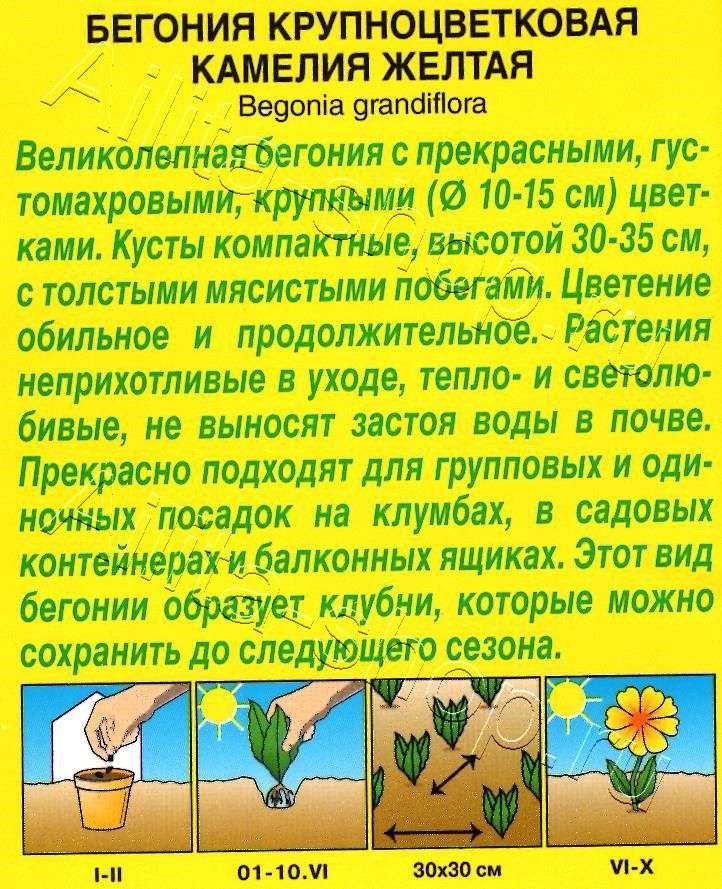 Бегония крупноцветковая Камелия желтая 10шт