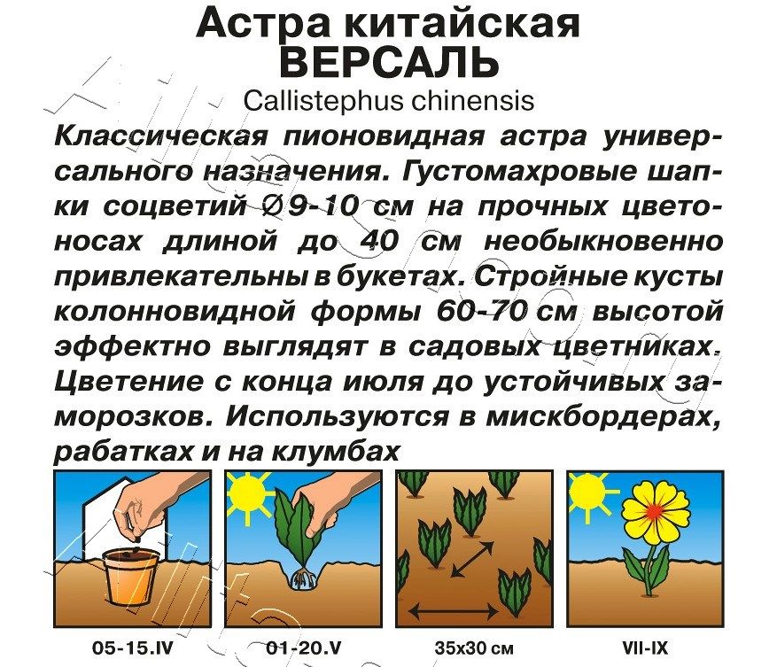 Астра Версаль пионовидная 0,2г