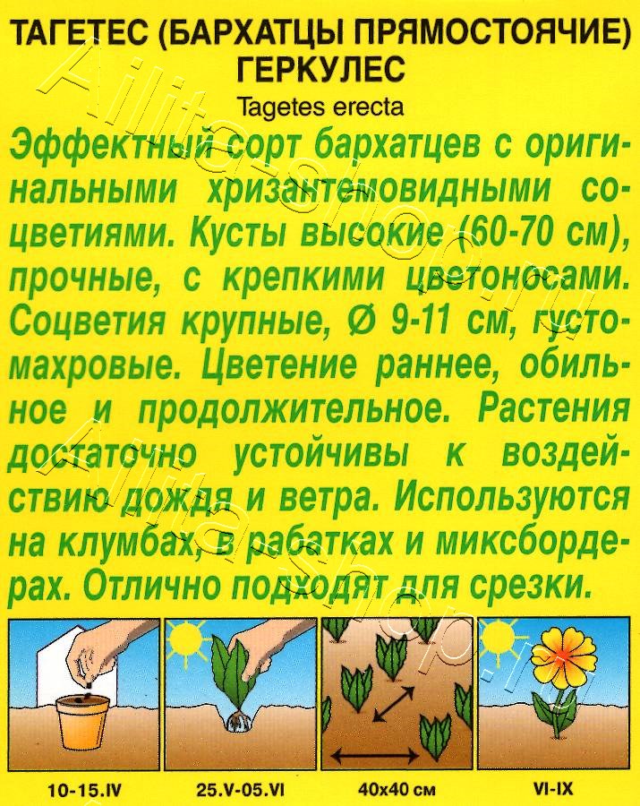 Бархатцы Геркулес прямостоячие 0,1г