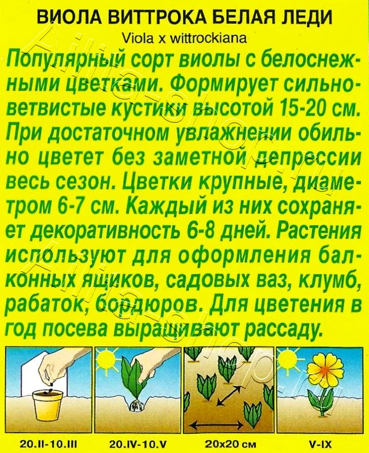 Виола Белая леди 20шт