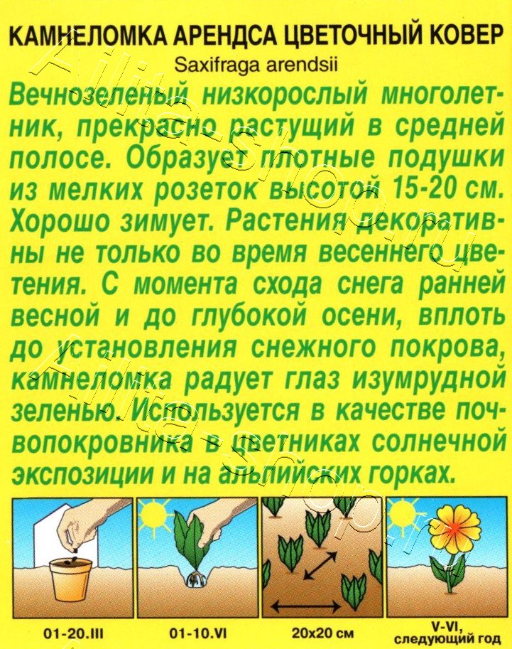 Камнеломка Цветочный ковер 0,02г