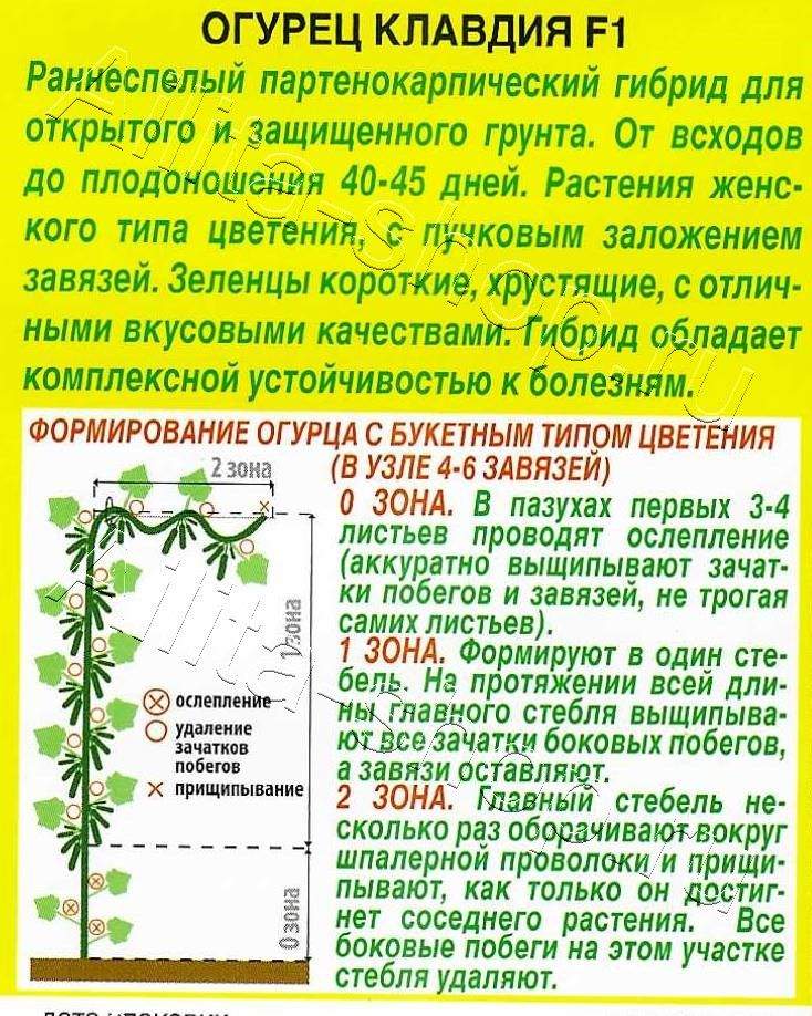 Огурец Клавдия F1 10шт