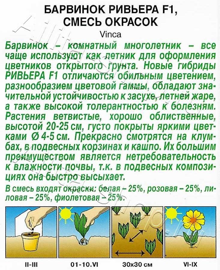 Барвинок Ривьера F1, смесь окрасок 5шт
