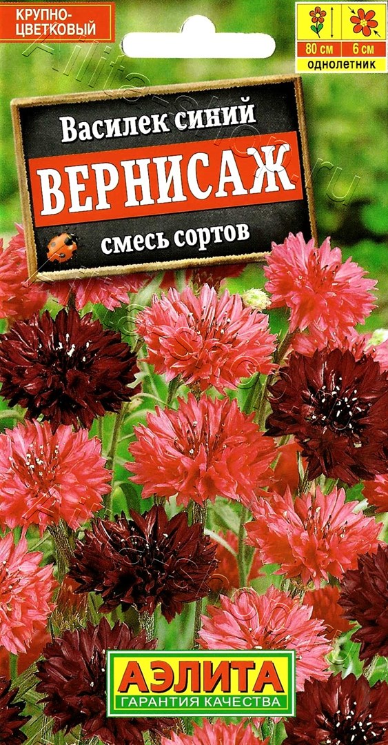 Васильки (16 фото): описание, цветок, уход, сорта, выращивание