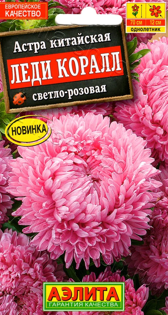 Астра Леди Коралл светло-розовая 25шт