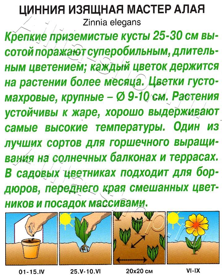 Цинния Мастер алая 12шт