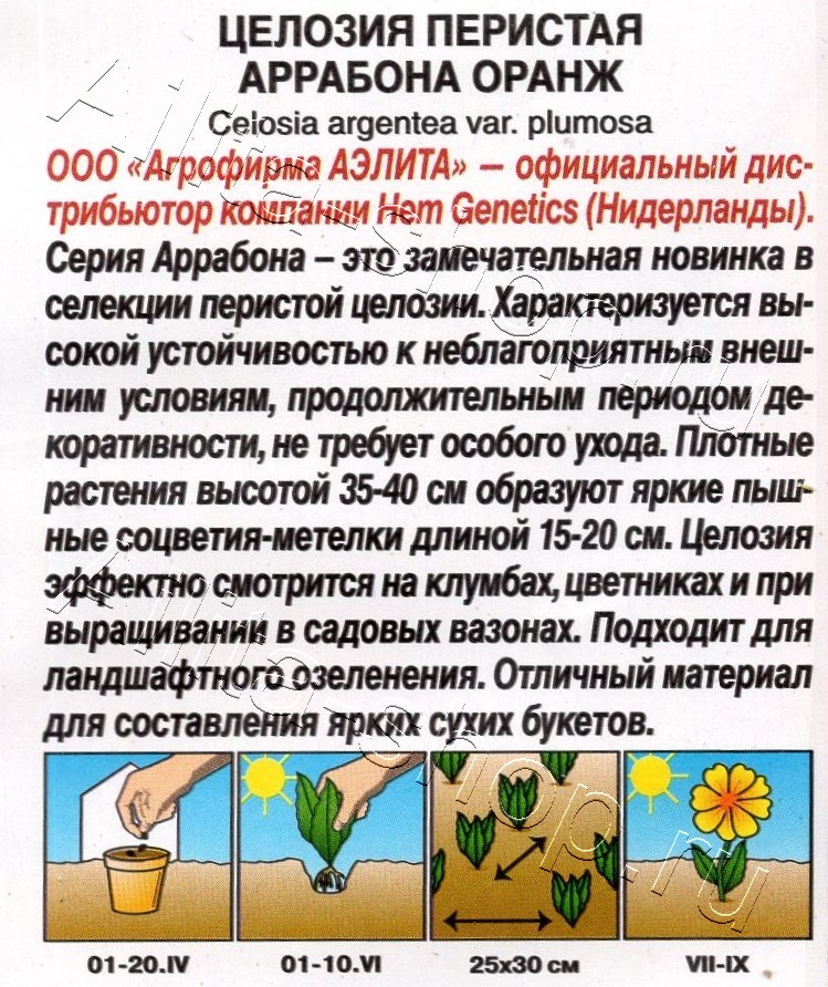 Целозия перистая Аррабона оранж 7шт