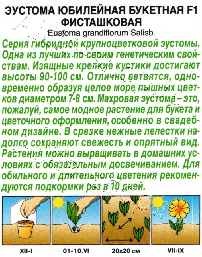 Эустома Юбилейная букетная F1 махровая фисташковая 5шт