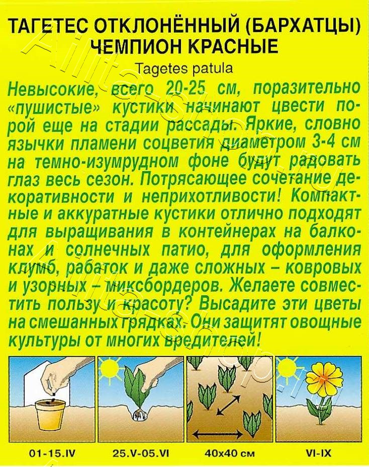 Бархатцы Чемпион красные 0,1г