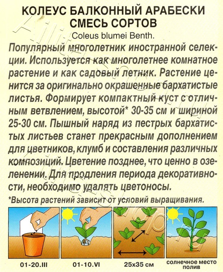 Колеус балконный Арабески, смесь сортов 5шт