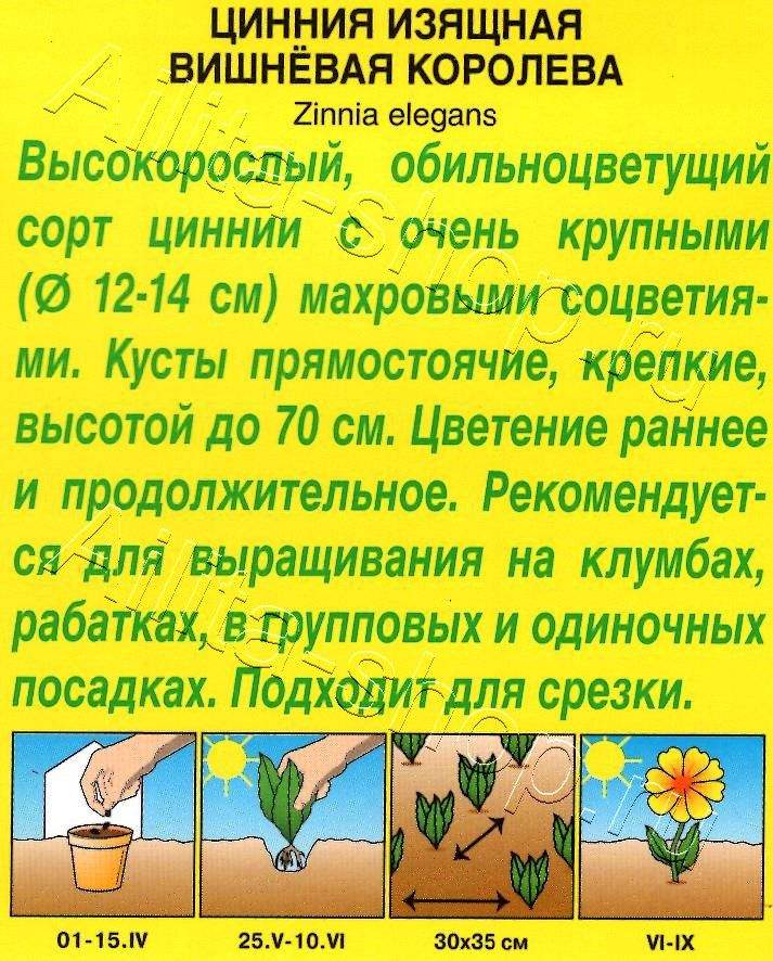 Цинния Вишневая королева 0,3г