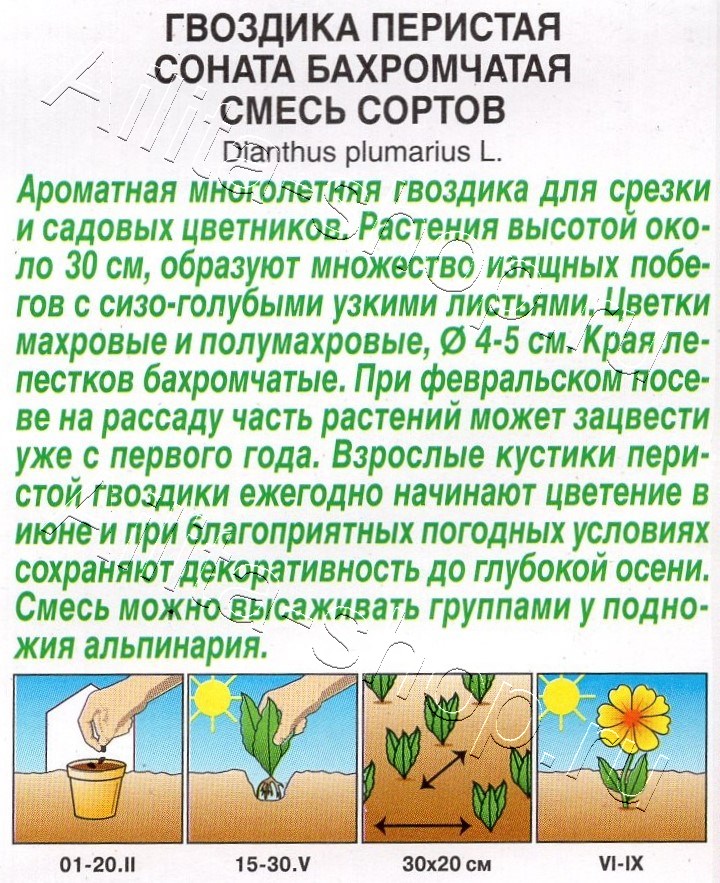 Гвоздика Соната бахромчатая, смесь сортов 0,1г