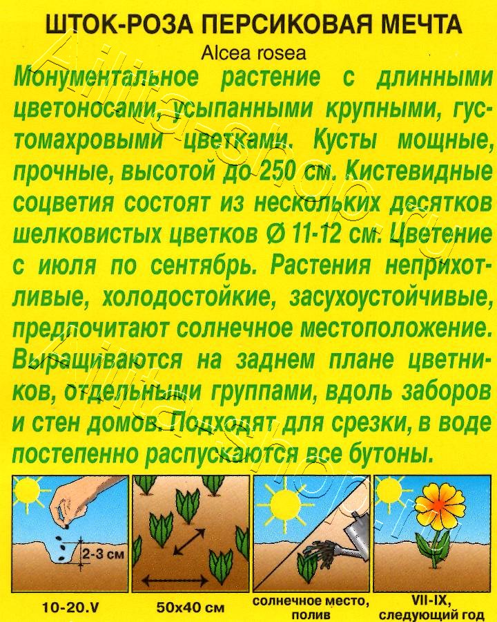 Шток-роза Персиковая мечта 15шт