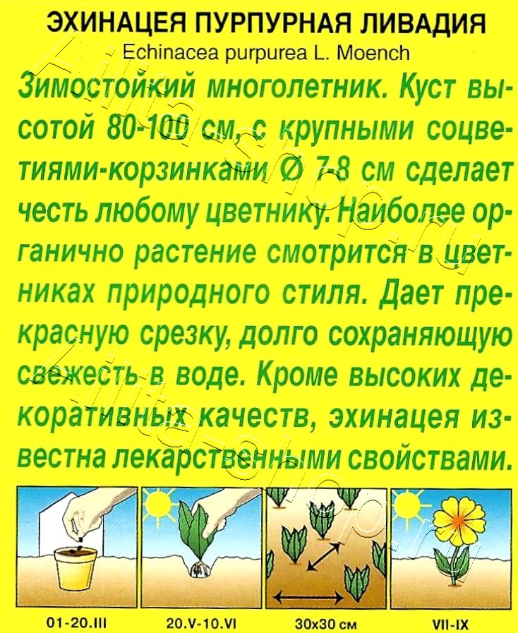 Эхинацея пурпурная Ливадия 0,3г