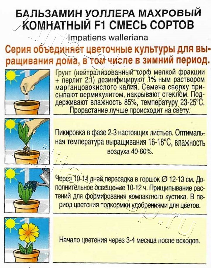 Бальзамин Махровый комнатный F1, смесь сортов 5шт