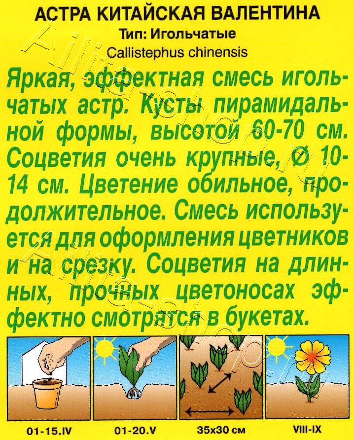 Астра Валентина, смесь окрасок 0,2г