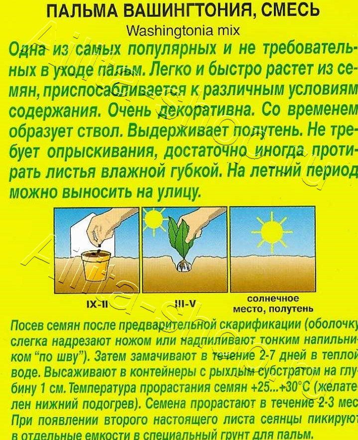 Пальма Вашингтония 2шт