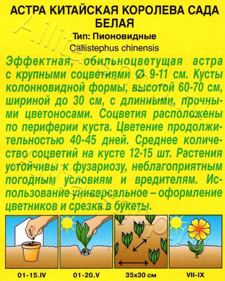 Астра Королева сада белая 0,2г