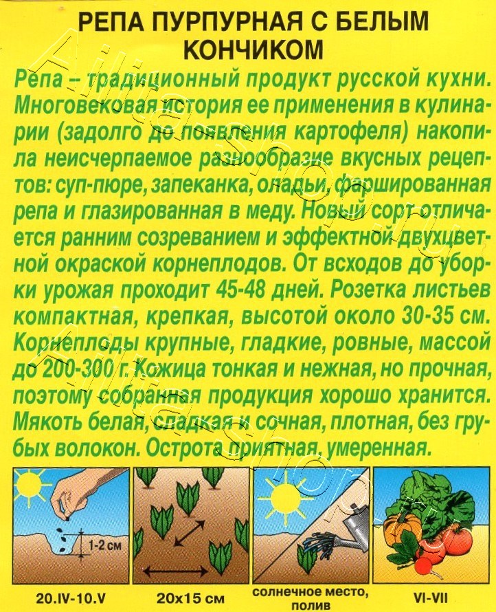 Репа Пурпурная с белым кончиком 1г