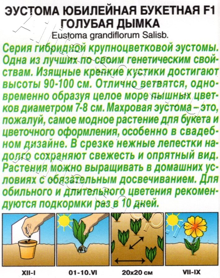Эустома Юбилейная букетная F1 махровая голубая дымка 5шт