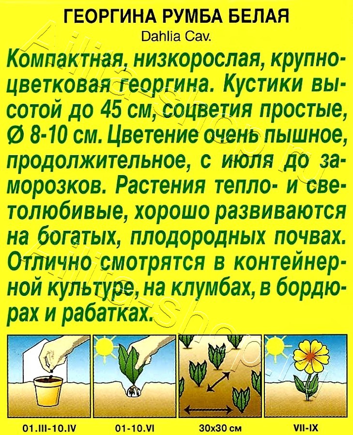 Георгина Румба белая 0,3г