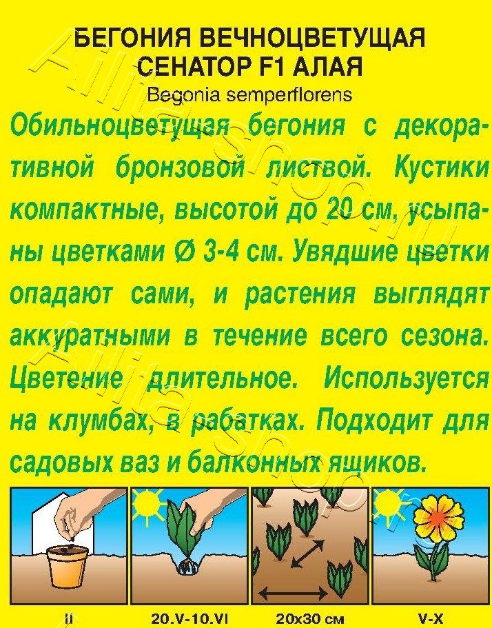 Бегония вечноцветущая Сенатор алая F1 10шт