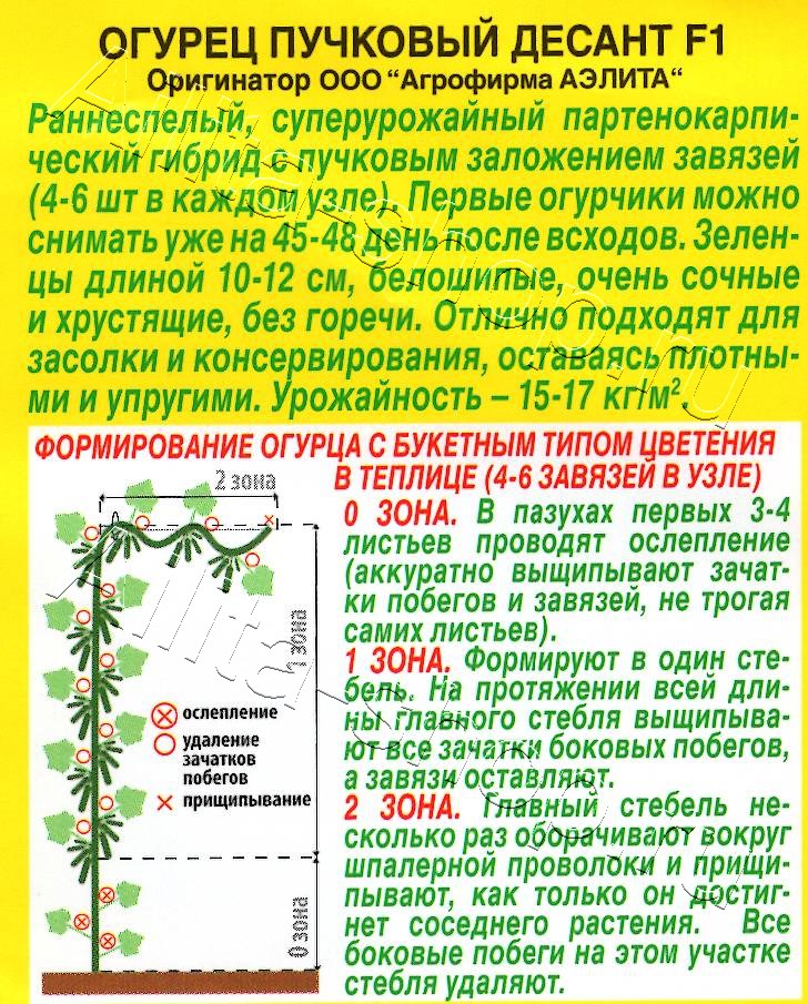 Огурец Пучковый десант F1 10шт