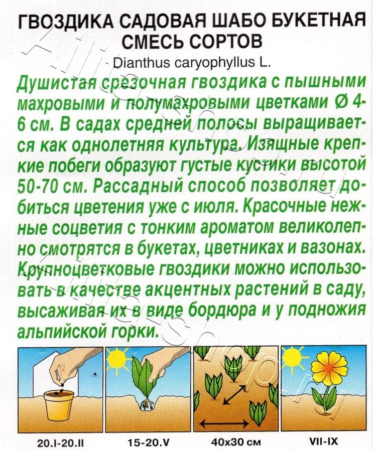 Гвоздика садовая Шабо Букетная махровая, смесь сортов 0,05г