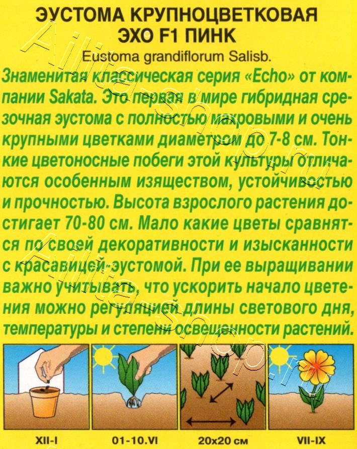 Эустома Эхо F1 пинк крупноцветковая 5шт