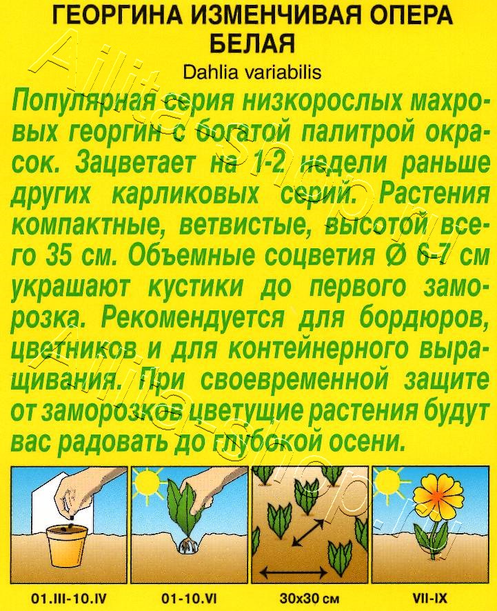 Георгина Опера белая 7шт