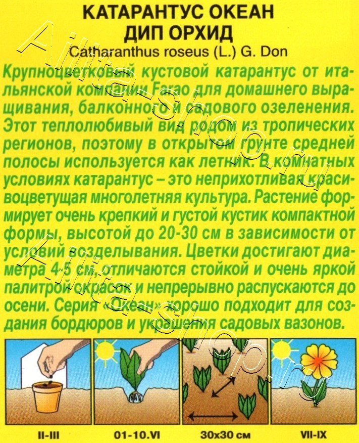 Катарантус Океан дип орхид 10шт