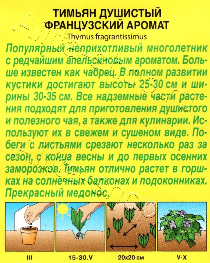 Тимьян Французский аромат 10шт