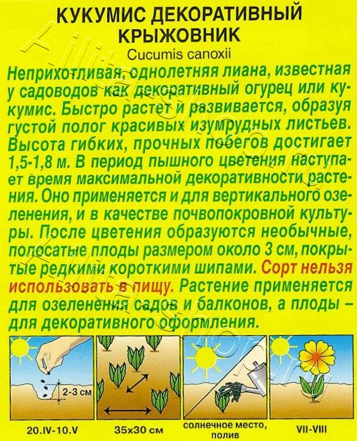 Кукумис декоративный Крыжовник 5шт