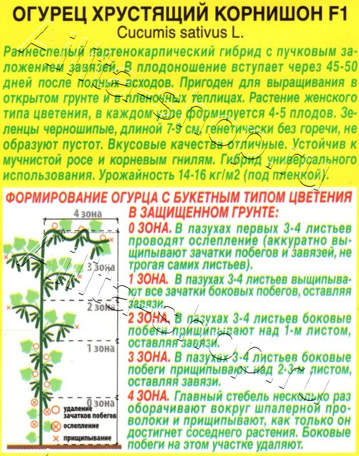 Огурец Хрустящий корнишон F1 10шт