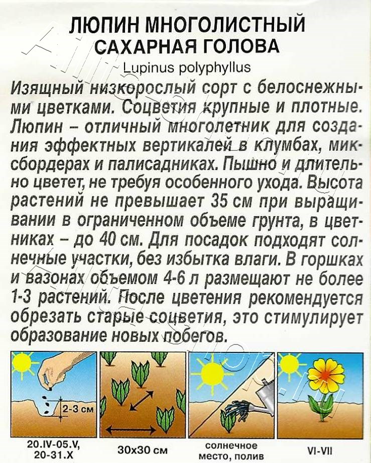 Люпин Сахарная голова 7шт