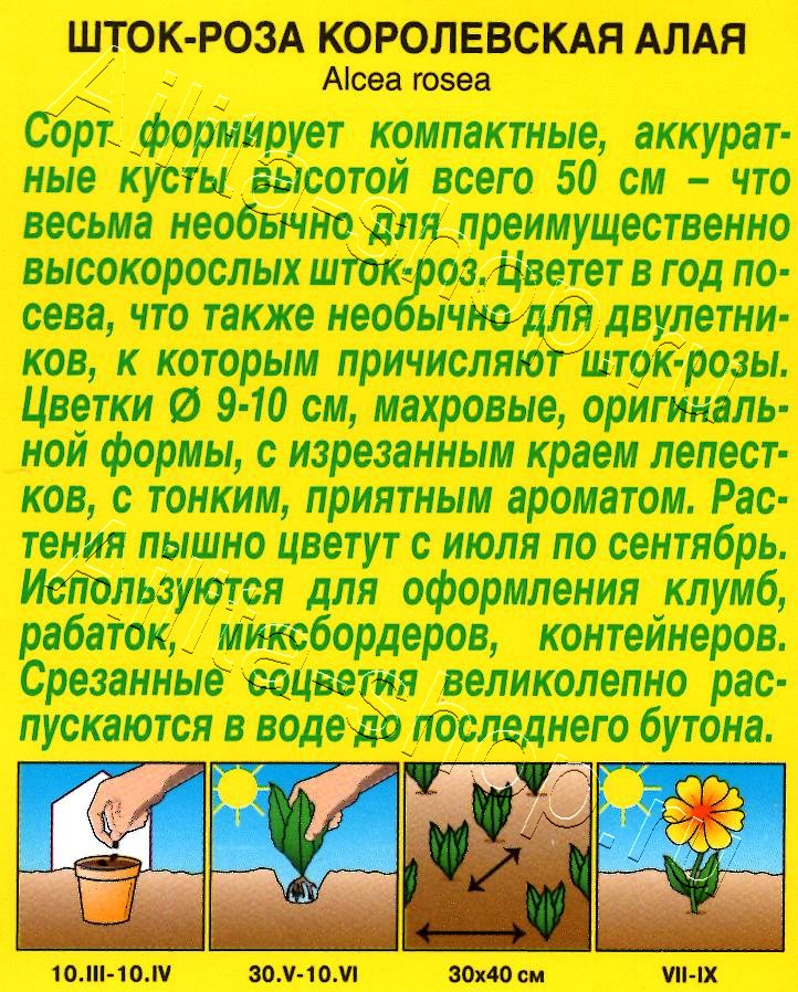 Шток-роза Королевская алая 10шт