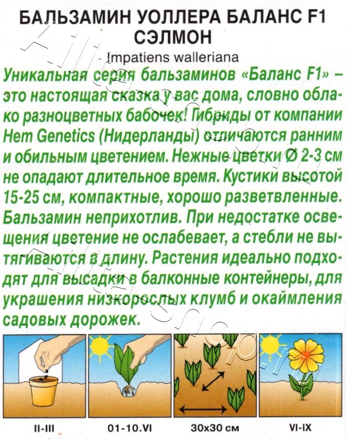 Бальзамин Баланс F1 сэлмон 7шт