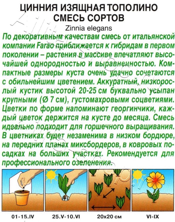 Цинния Тополино, смесь окрасок 100% махровая 12шт