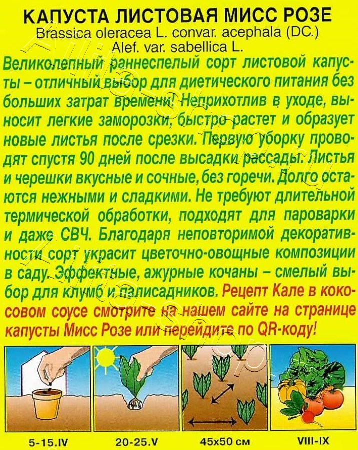 Капуста листовая Мисс Розе 5шт