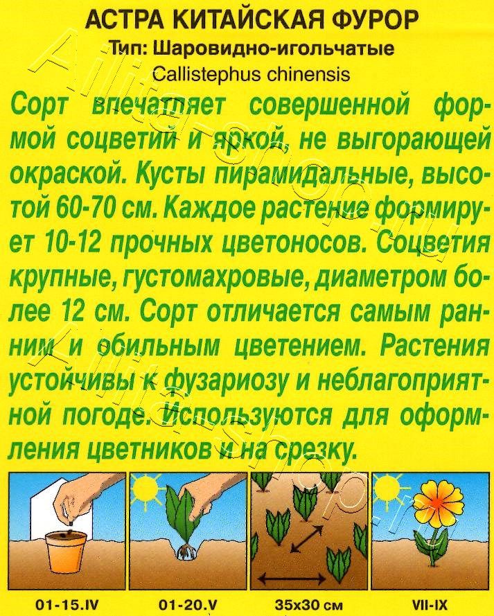 Астра Фурор шаровидно-игольчатая 0,2г